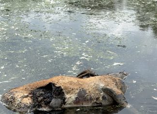 DNR confirms Epizootic Hemorrhagic disease in wild deer in Washington County, Wi