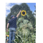 Annual Sunflower Challenge – submit your favorite photo
