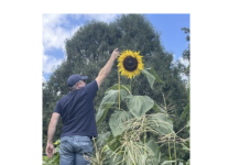 Annual Sunflower Challenge – submit your favorite photo