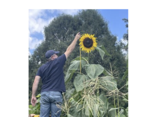 Annual Sunflower Challenge – submit your favorite photo