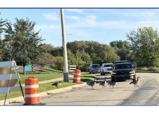 VIDEO | Let’s call this one… “The indecisive goose… “