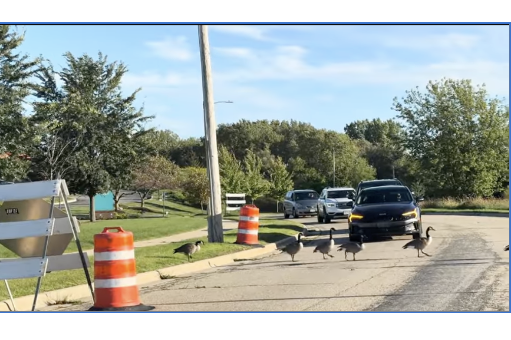 VIDEO | Let's call this one… “The indecisive goose… “